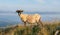 Shorn sheep with horns on top of a mountain