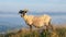 Shorn sheep with horns on top of a mountain looking left