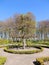 Shorn tree in spring garden, topiary art