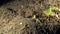 Short beak mantis Odontodactylus brevirostris with crab in the night hunting for plankton on the sand in Zulu sea Dumaguete