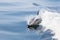 Short-Beaked Common Dolphin in Atlantic Ocean off Cape Cod