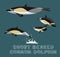 Short Beaked Common Dolphin Cartoon Vector Illustration