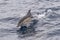 Short-beaked common dolphin Delphinus delphis swimming