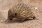 Short-beaked Echidna