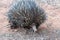 Short-beaked Echidna