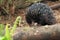 Short-beaked echidna