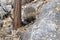 short-beaked echidna in the forest , on Magnetic Island, Queensland Australia