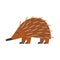 Short-beaked echidna. isolated illustration