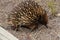 Short beaked - echidna searching for food