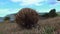 Short-beaked Echidna searching food