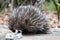 Short-beaked Echidna (Tachyglossus aculeatus)