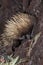 SHORT BEAKED ECHIDNA tachyglossus aculeatus, ADULT SEARCHING FOOD, AUSTRALIA