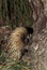 SHORT BEAKED ECHIDNA tachyglossus aculeatus, ADULT SEARCHING FOOD, AUSTRALIA