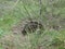 A short-beaked echidna (Tachyglossus aculeatus) hiding in long grass