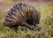 A short-beaked echidna Tachyglossus aculeatus walking on the g