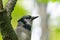 Short of the beautiful gray with black patterns Hairy woodpecker bird