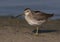 Short-billed Dowitcher