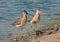 Short-billed Dowitcher