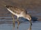 Short-billed Dowitcher fishing for food