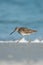 Short-billed dowitcher Limnodromus griseus