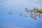 Short billed Dowitchers feeding in the marshes of south San Francisco bay, California