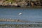 Short-billed Gull flying at seaside