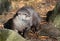 Short Clawed Asian Otter