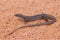 Short-clawed Ctenotus Skink