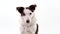 Short clip of border collie dog looking at camera, isolated on white