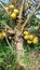 short coconut tree