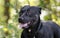 Short Dachshund Bulldog mixed breed dog