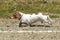 Short Dachsund in wiener dog race.