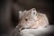 Short-eared elephant shrew (Macroscelides proboscideus)