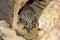 Short-eared Elephant Shrew in a tree hole