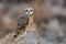 Short-Eared Owl