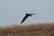 Short Eared Owl