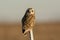 Short Eared Owl