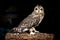 Short eared owl.