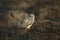 Short-eared owl, Asio flammeus