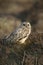 Short-eared owl, Asio flammeus