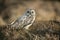 Short-eared owl, Asio flammeus