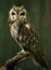 The short-eared owl Asio flammeus