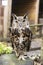 The short-eared owl Asio flammeus brown closeup owl portraint in the woods