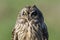 Short eared Owl Asio flammeus head portrait