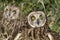 Short eared owl, Asio flammeus,owl, portrait of eyes and face