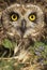 Short eared owl, Asio flammeus, owl, portrait of eyes and face