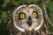 Short eared owl, Asio flammeus, portrait of eyes and face