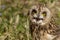 Short eared owl, Asio flammeus, portrait of eyes and face