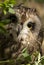 Short eared owl, Asio flammeus, portrait of eyes and face