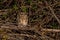 Short-eared owl, asio flammeus, roost in winter trees, Waltham Abbey, Essex, UK